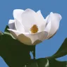 eau_de_magnolia_5_5SayEGk480.webp