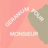 geranium_pour_monsieur_2_0t6KIIKUZR.webp